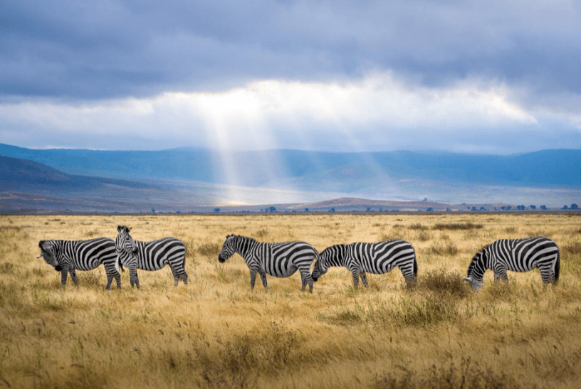 five-zebra-grazing-on-grass-field