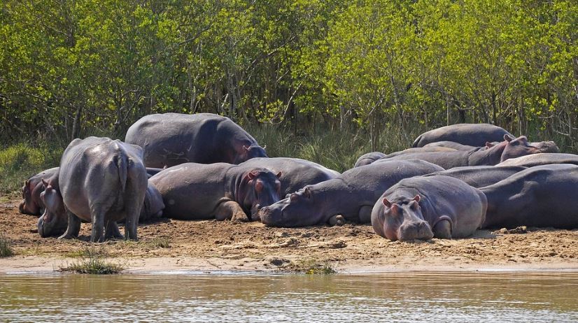 group-of-hippo-on-land