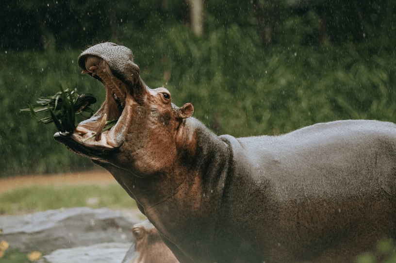 hippo-with-open-mouth-eating-grass-in-zoo