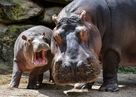 hippos-amiable