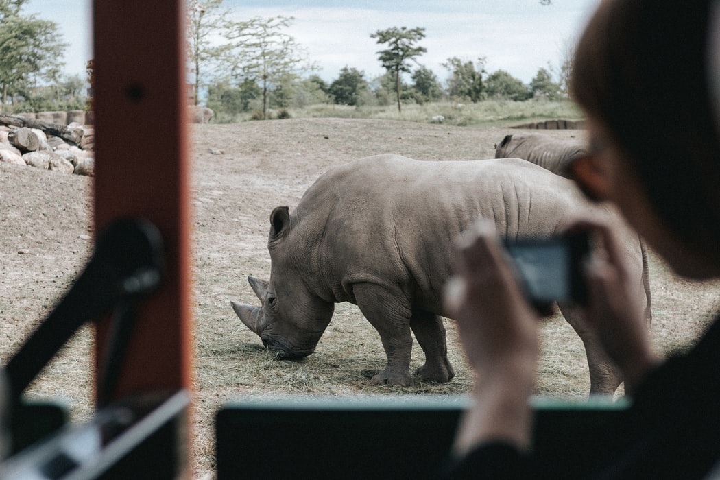 person-on-a-safari-trip-taking-photos-of-a-rhino