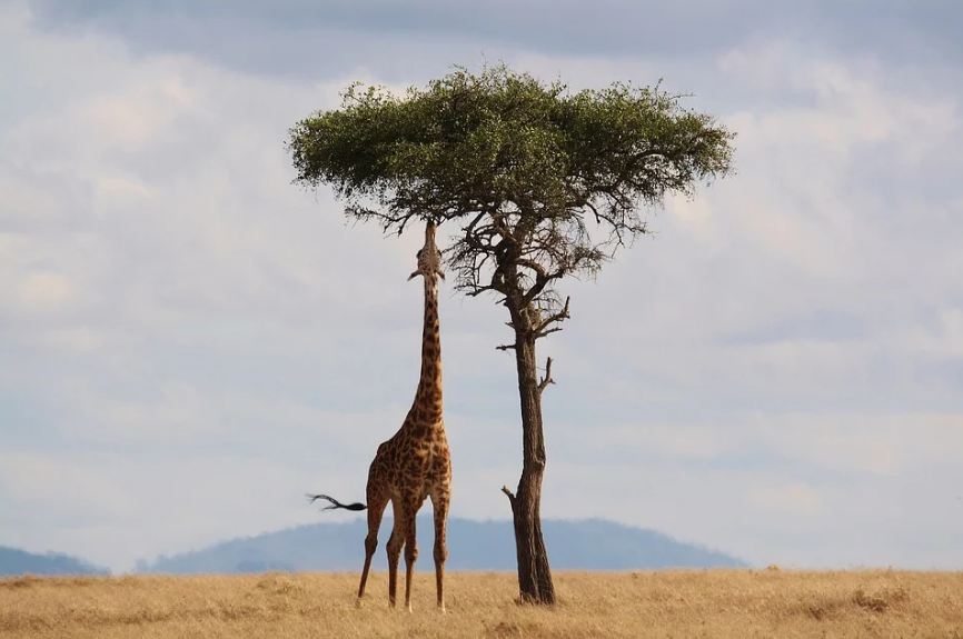 tall-tree-giraffe-eating-leaves-grass-mountain
