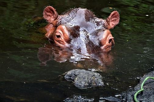 the-Hippo