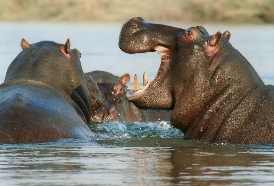 three-hippos-bathing-in-the-river