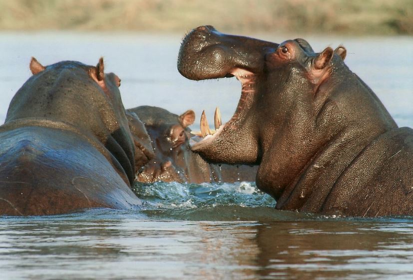 three-hippos-submerged-in-water