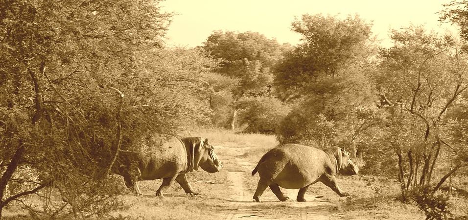 two-hippos-walking-in-the-safari