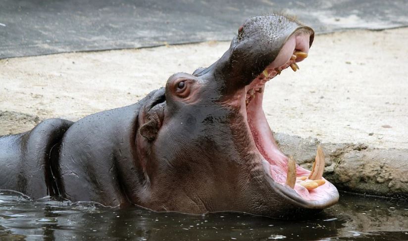 yawning-hippo