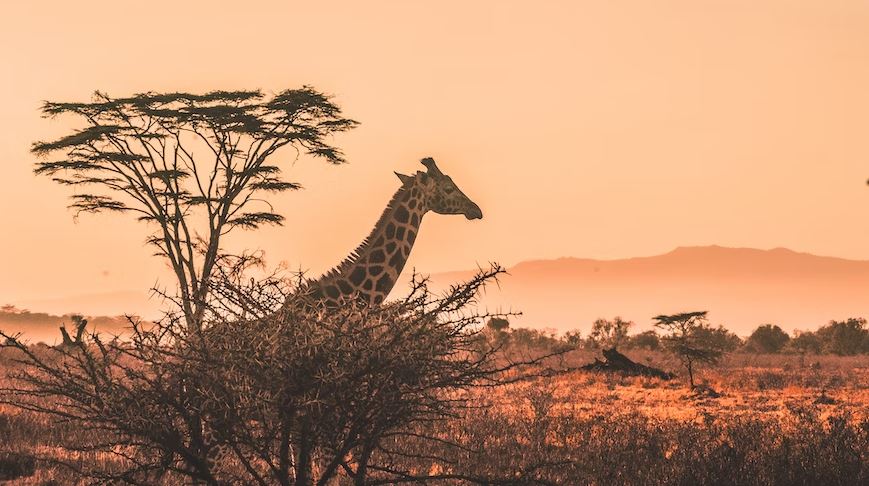 Africa, Safari, Kenya, Wildlife, Serengeti, Field, Mammal, Travel Images