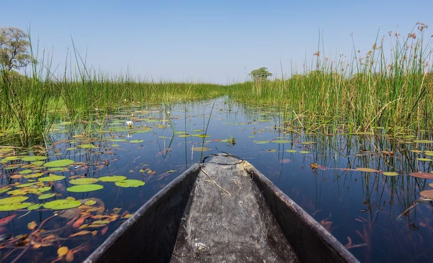 Okavango, River, Waterway, Wildlife, Safari, Africa, Nature Images, Outdoors, Plant, Vegetation, Transportation, Vehicle, Boat, Marsh, Lawn, Reed