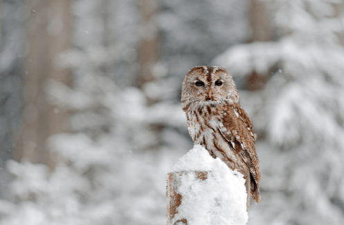 Winter Wildlife Photography Capturing Nature's Magic