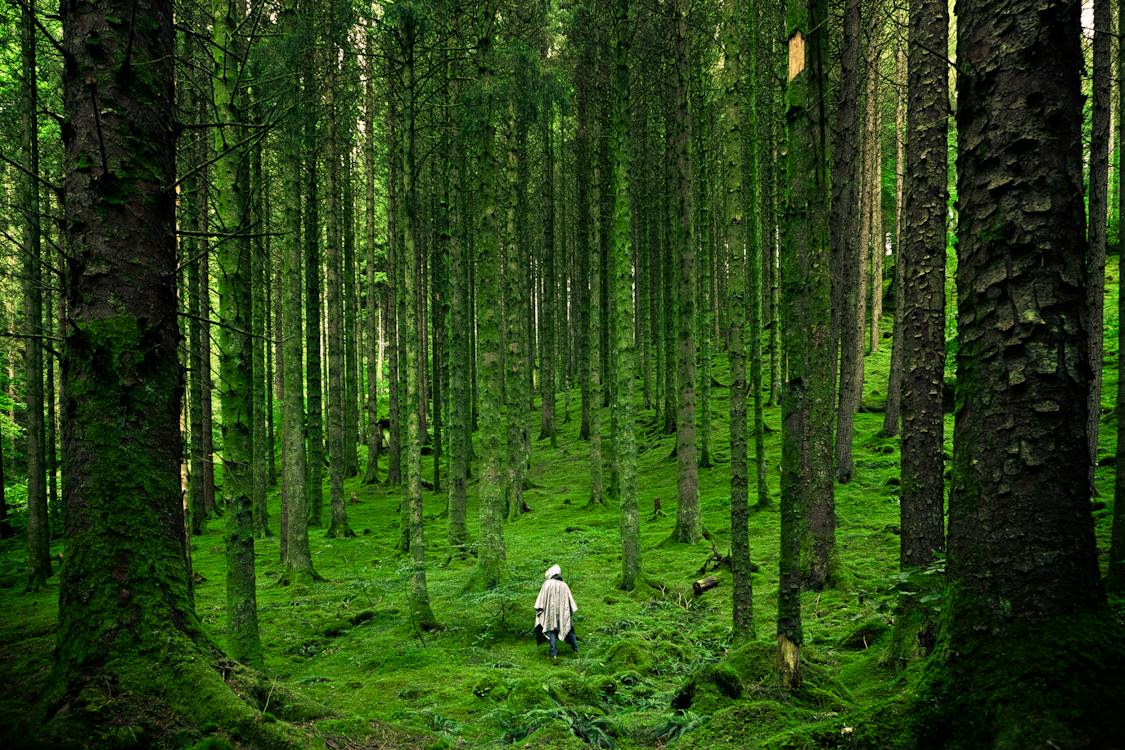 Adventure in green forest trees