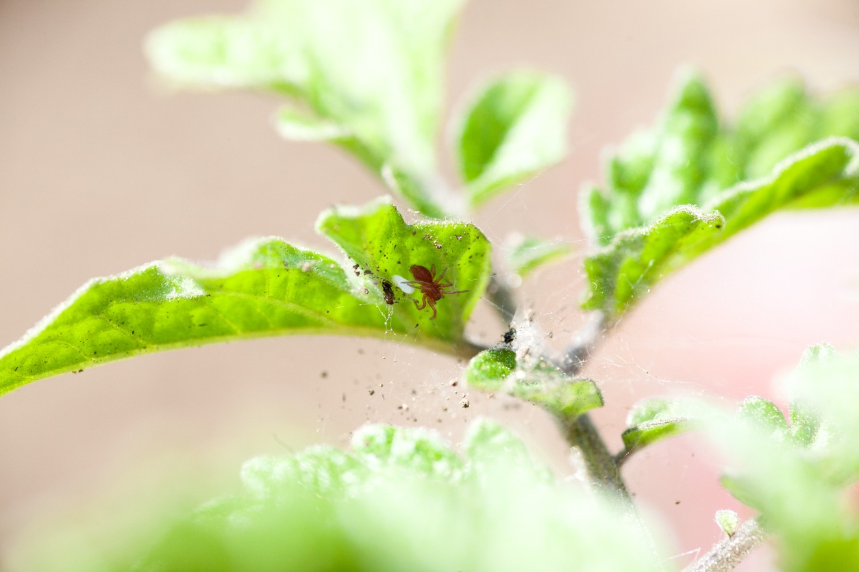 How to Get Rid of Spider Mites on Tomato Plants