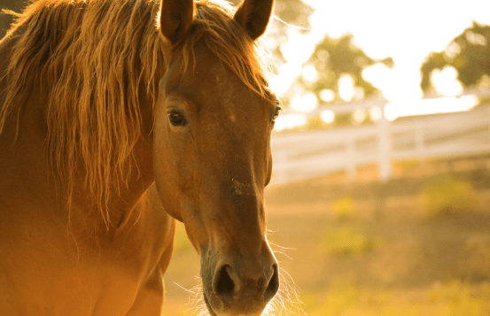 Decoding Your Horse’s Skin Messages How to Interpret and Resolve Common Dermatologic Conditions