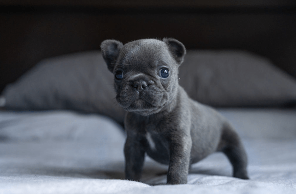 How to Choose the Best Gucci French Bulldog Puppy
