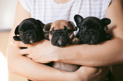 Research Reputable Breeders