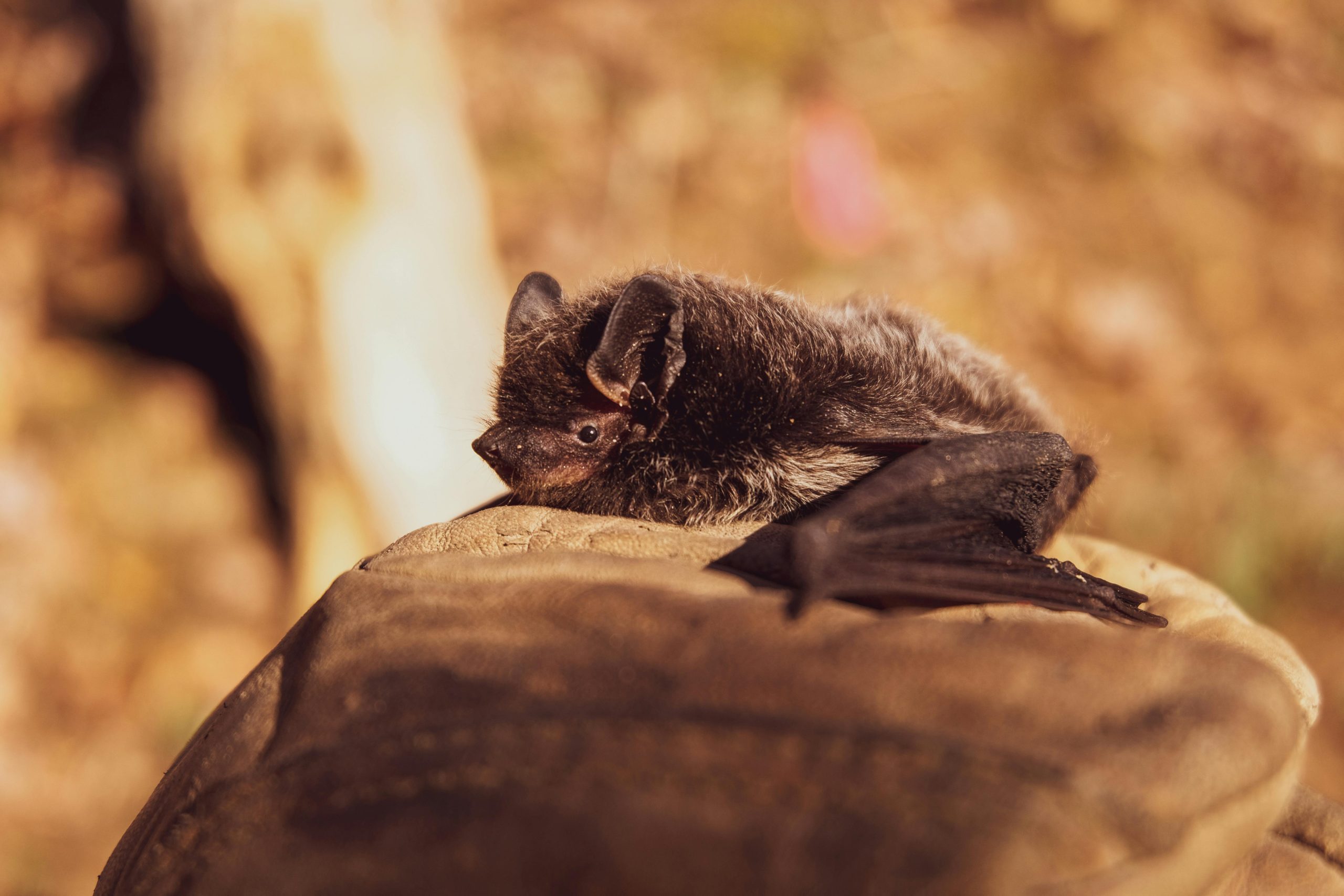 8 Signs Indicating Bat Infestation at Your Home