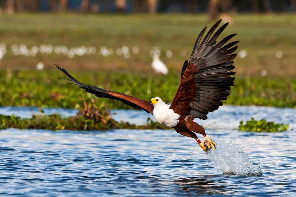 An African fish eagle flying over a lake