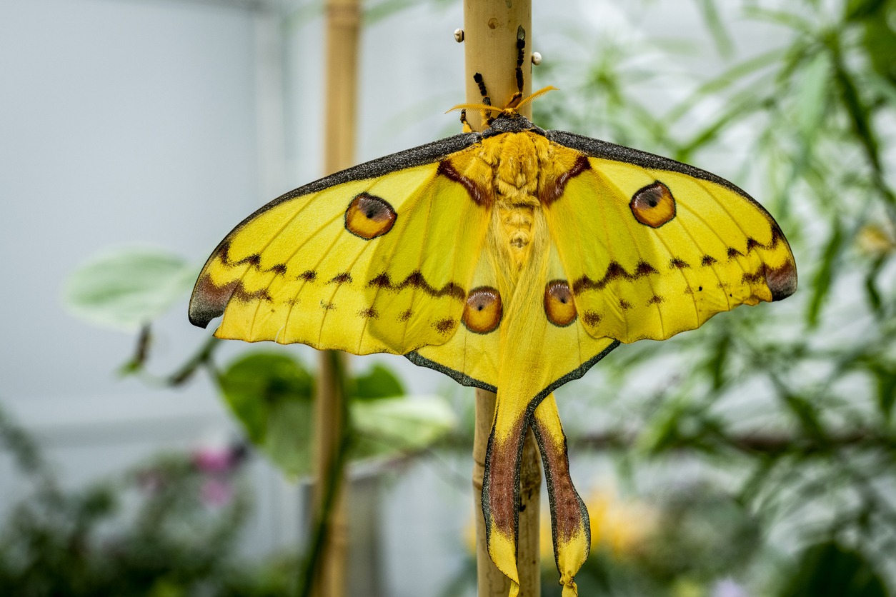Comet Moth