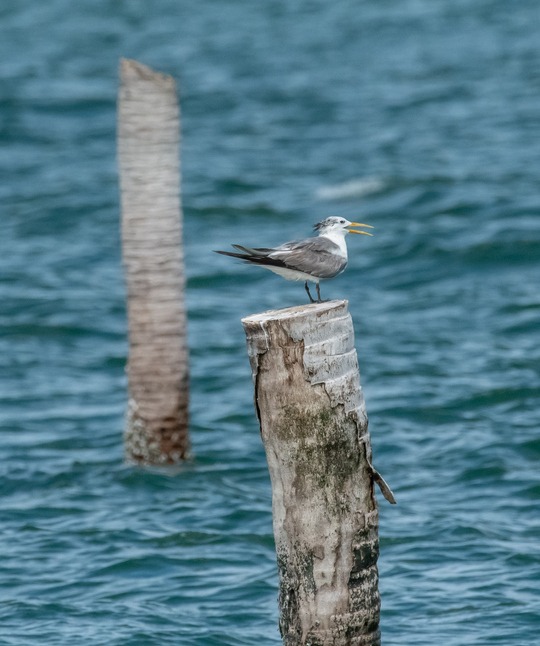 Great crested tern on a stump