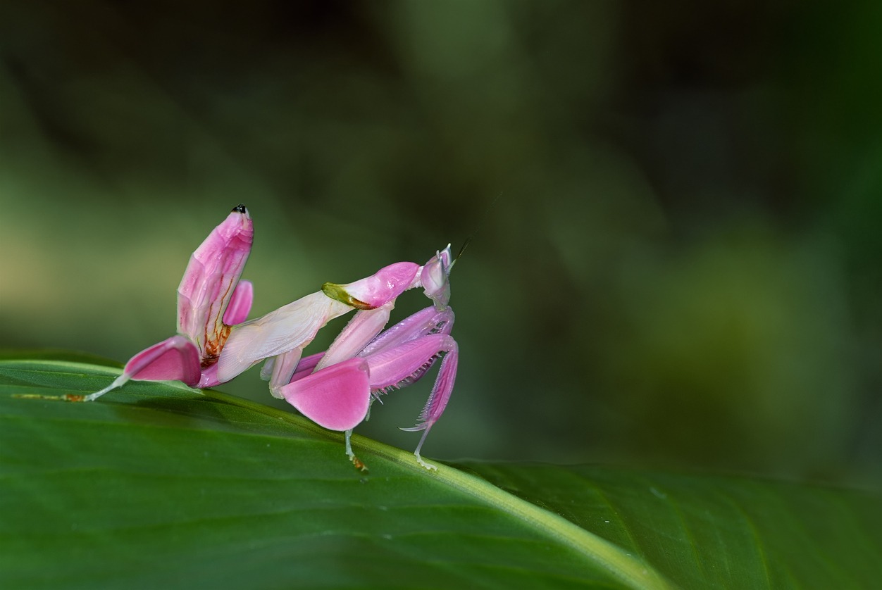 Orchid Mantis