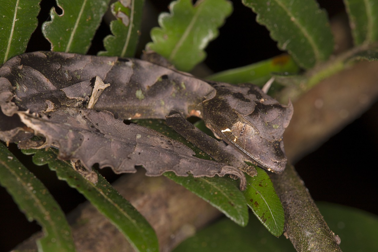 Satanic Leaf-Tailed Gecko