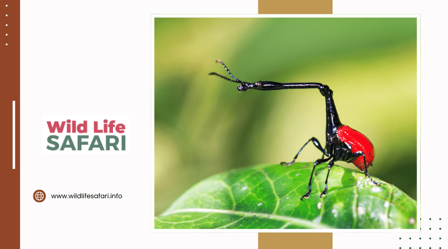 Unique Insects of Madagascar You Should Know About