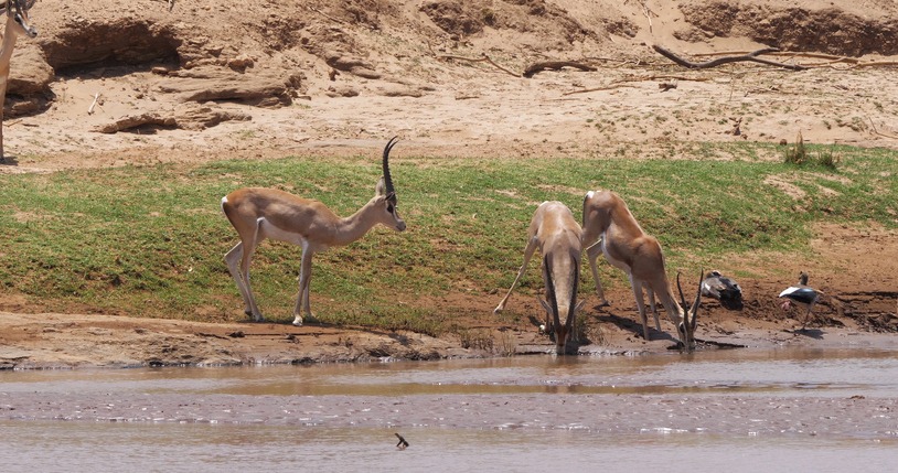 a group of Grant’s gazelle drinking water by the river