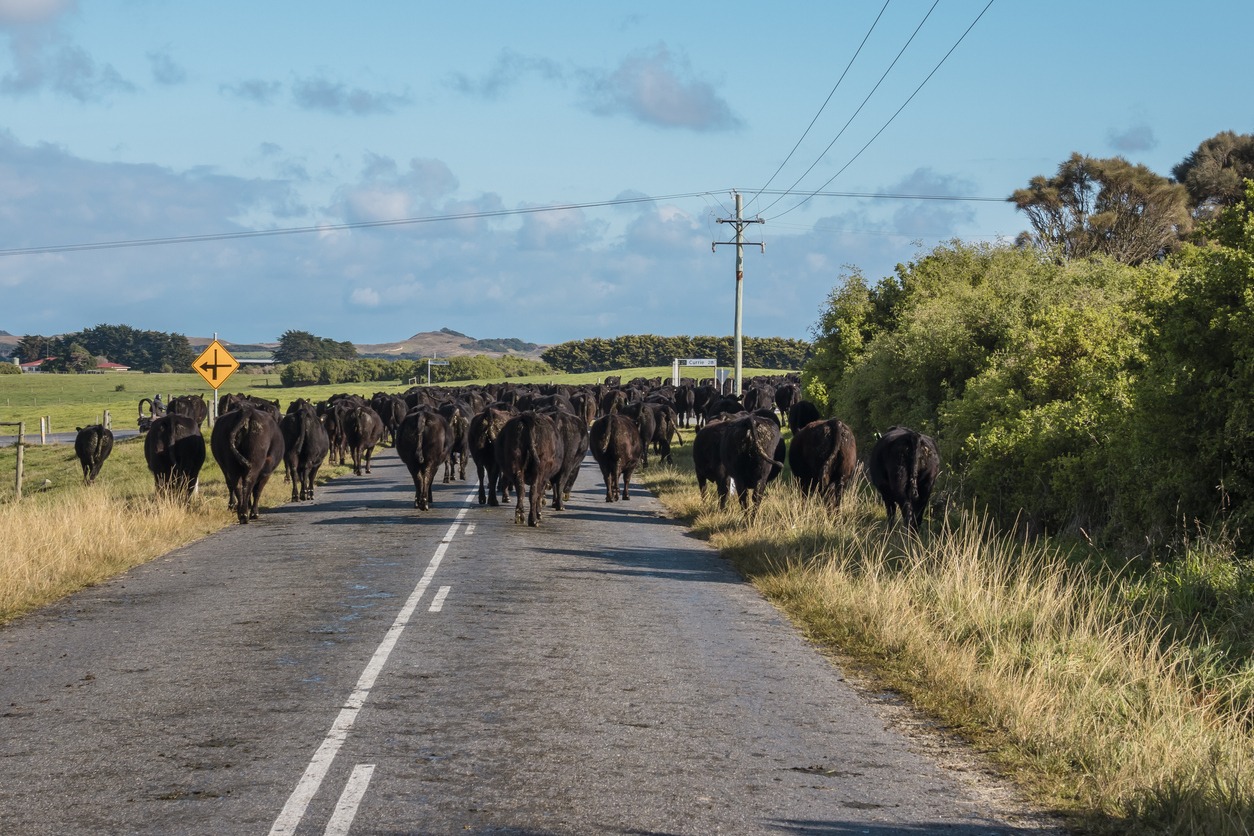 a herd of black cows on a road on King Island