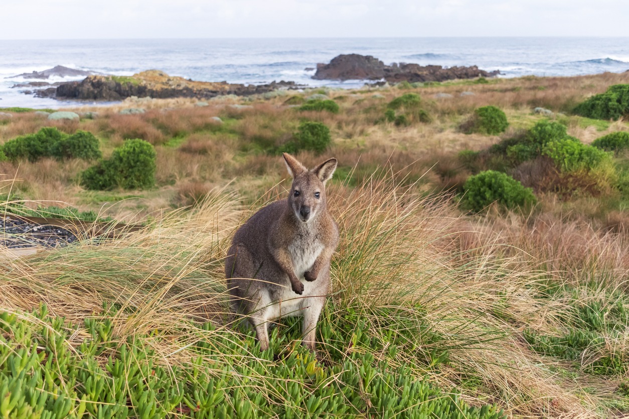 a lone Bennetts Wallaby standing amongst grass near the coast on King Island