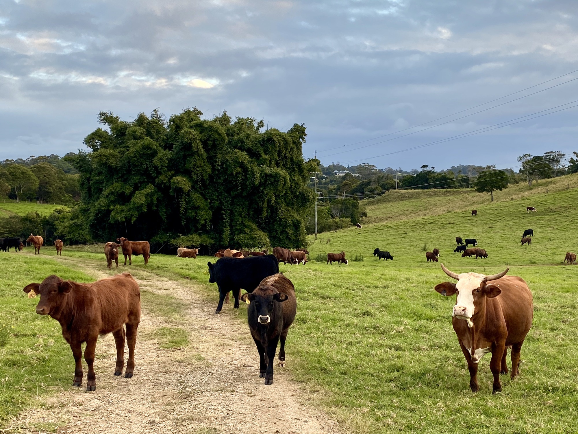 cattle in a farmland in Australia
