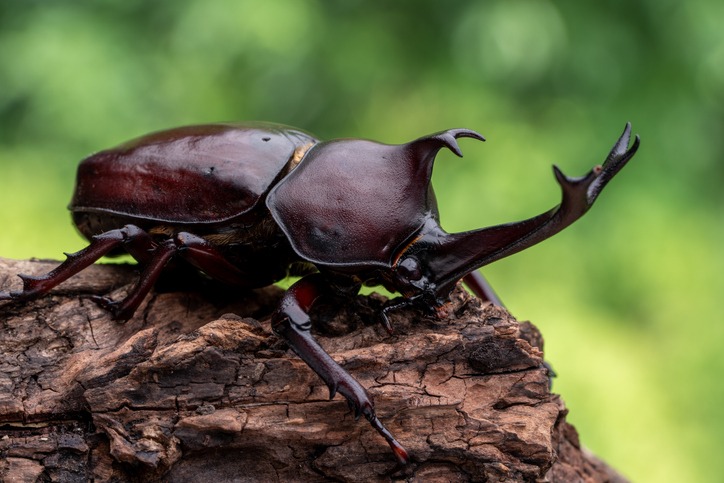 Rhinoceros Beetle