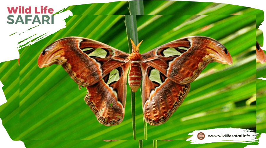 The Fascinating World of Insects Across Southeast Asia