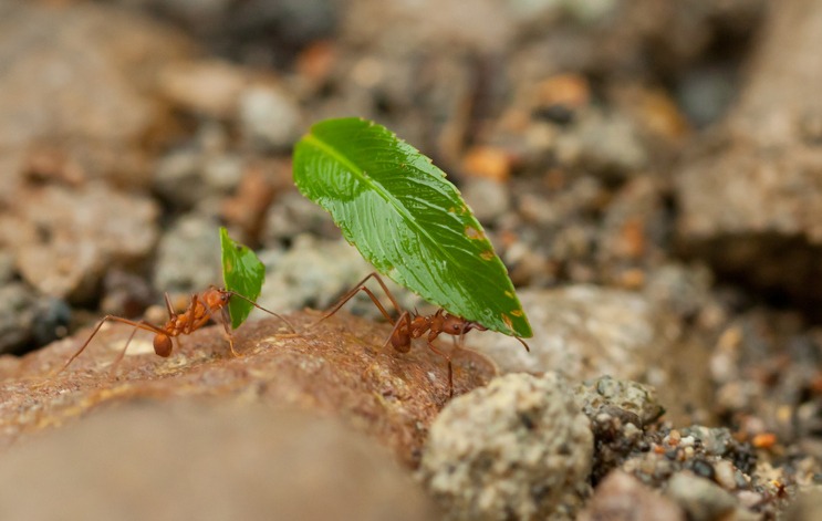The Unique Farming System of Leafcutter Ants
