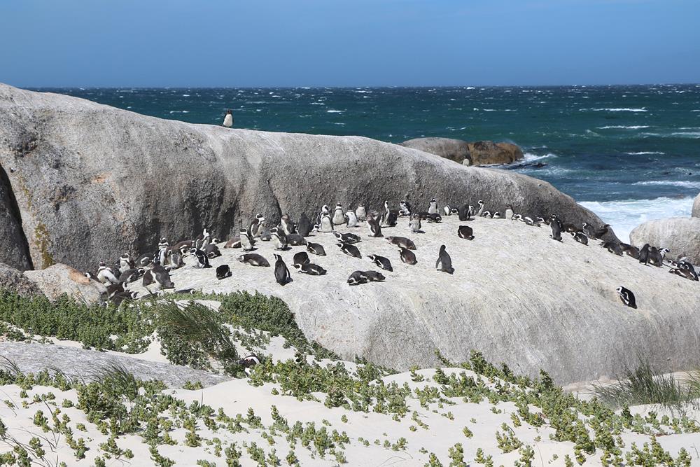 African Penguins: A Charming Coastal Attraction