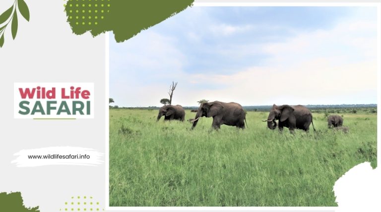 Guide to African Safari Habitats