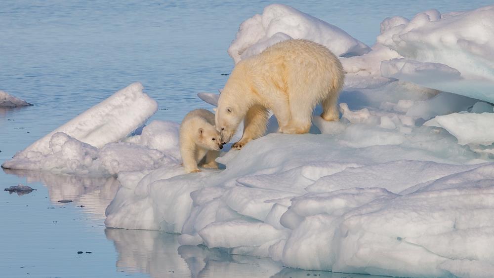 Polar Bear Viewing in Churchill, Manitoba