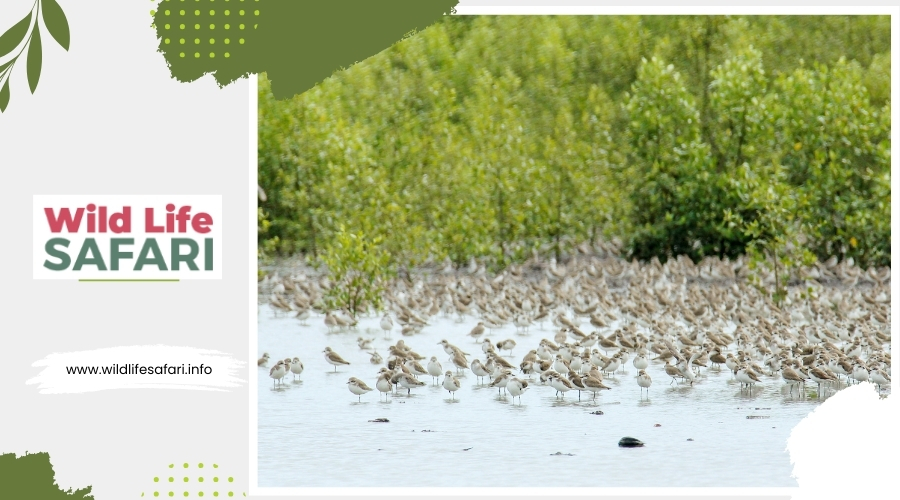 The Significance of Bird Migration Patterns in Southern Africa