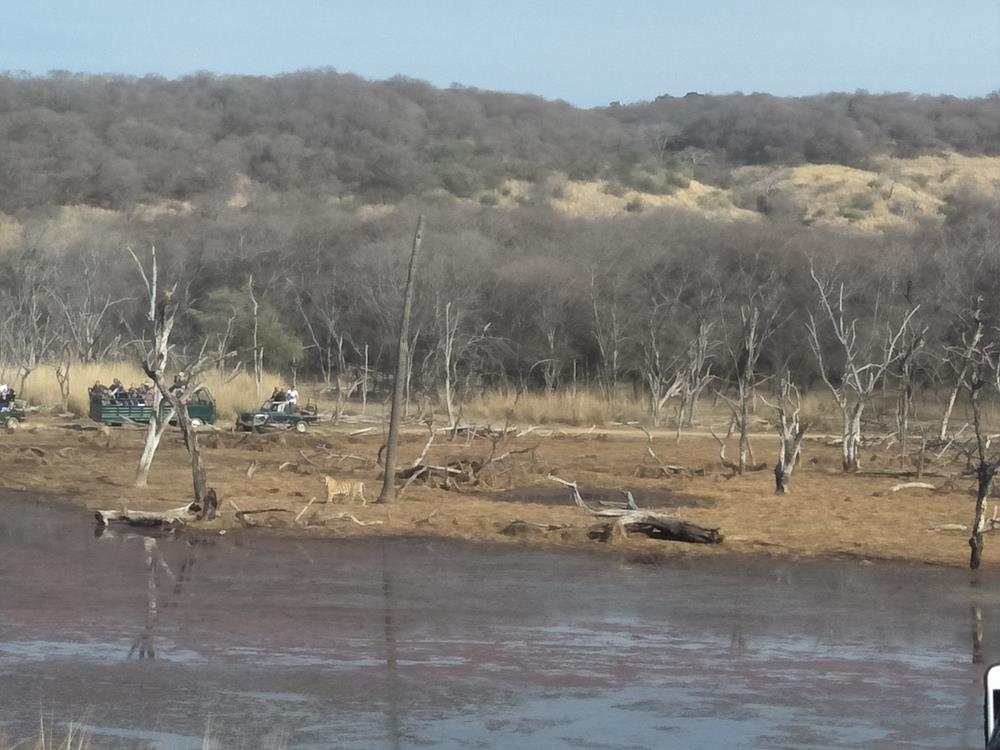 Tiger Safaris in India